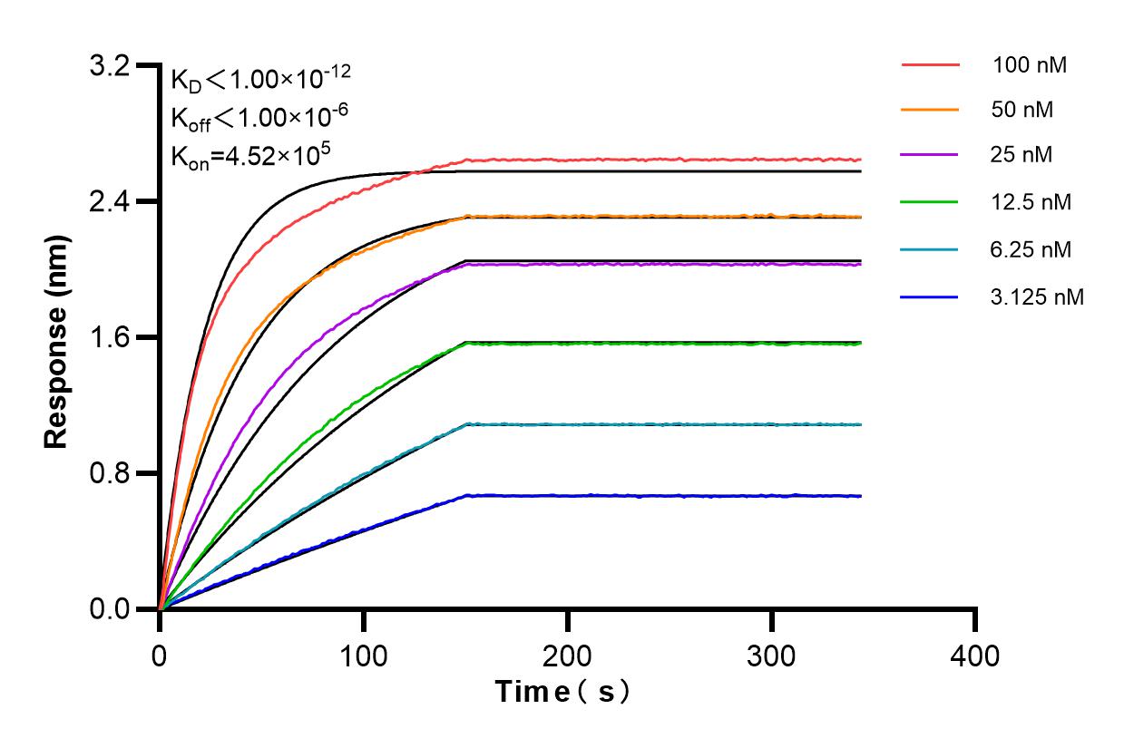 Affinity and Kinetic Characterization of 82552-4-RR