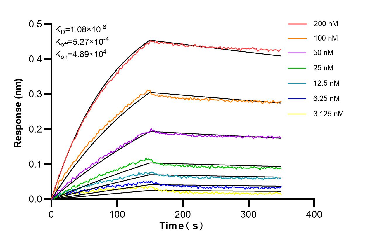 Affinity of 82663-1-RR Affinity of 82663-1-RR