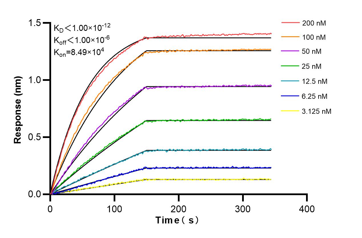 Biolayer interferometry (BLl) kinetic assays of 82720-14-RR against Human CAMKK2 were performed. The affinity constant is below 1 pM Affinity and Kinetic Characterization of 82720-14-RR