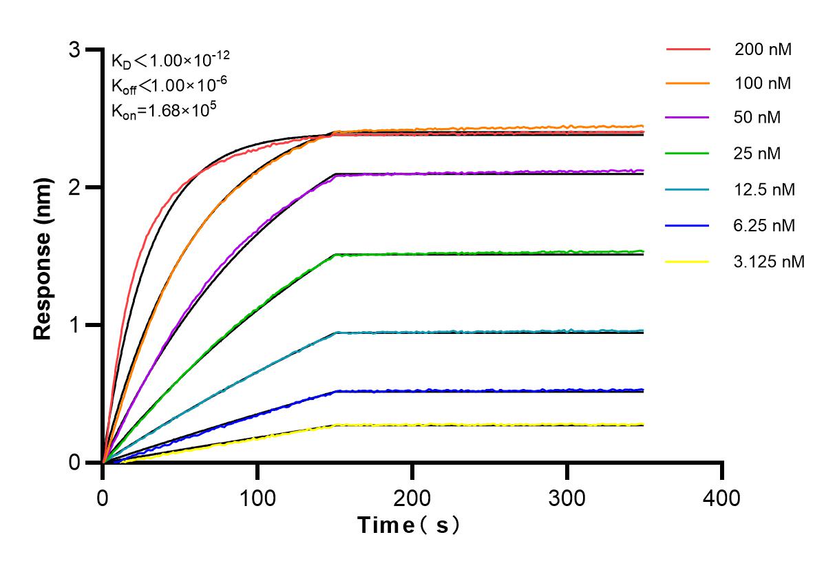 Affinity and Kinetic Characterization of 82775-1-RR