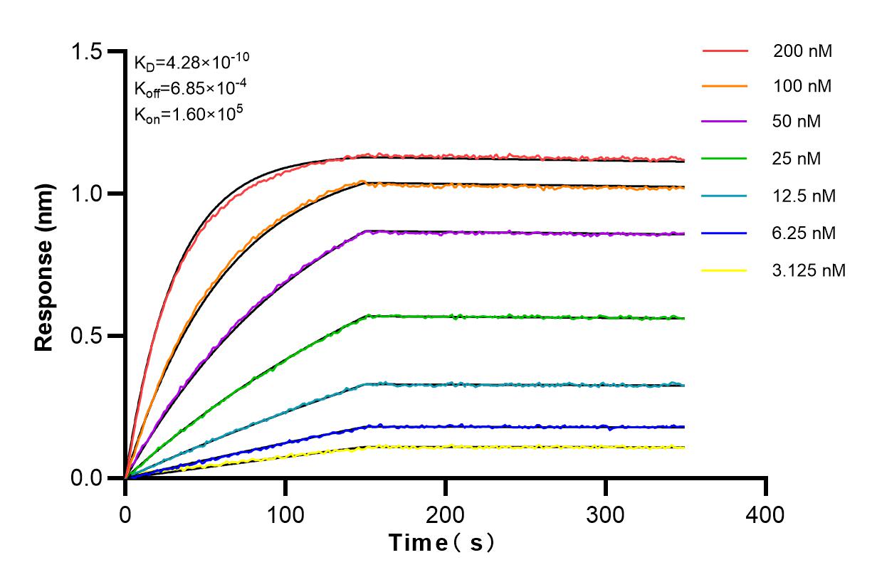 Affinity and Kinetic Characterization of 82801-3-RR