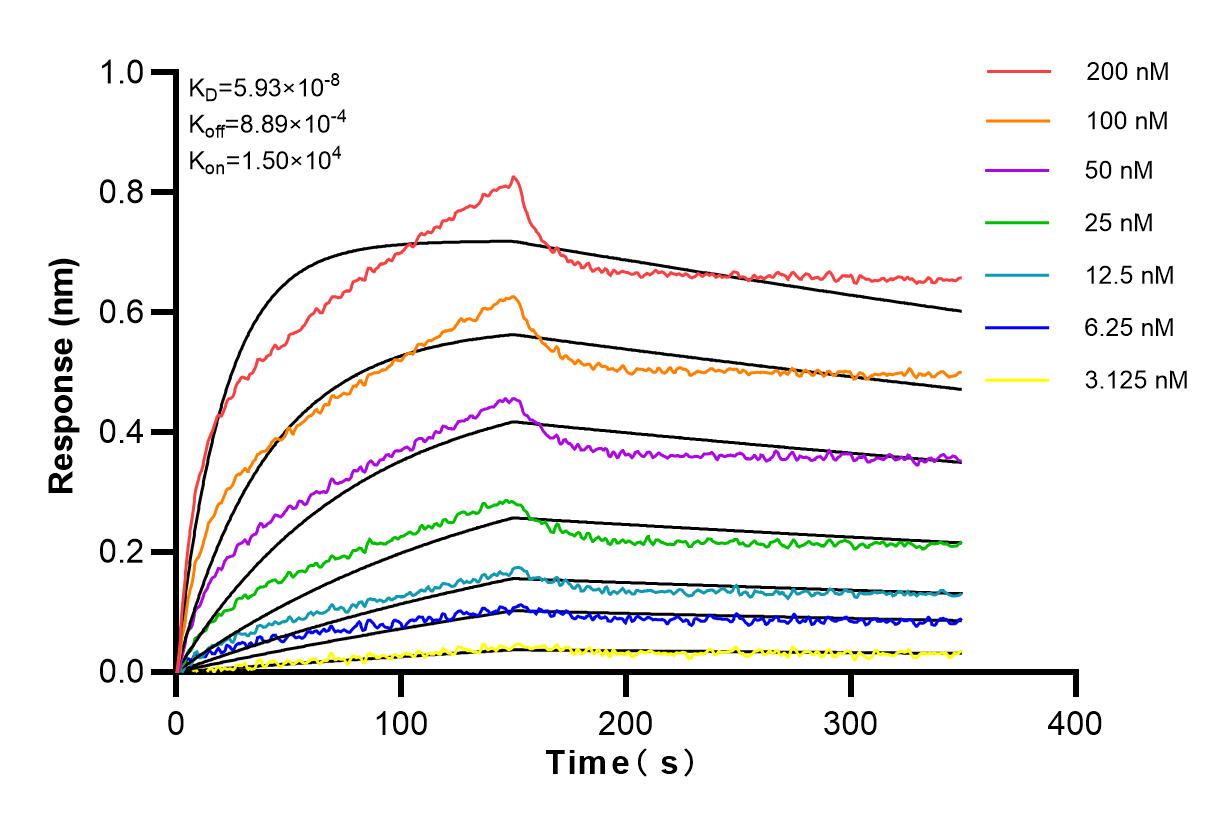 Affinity and Kinetic Characterization of 82850-1-RR