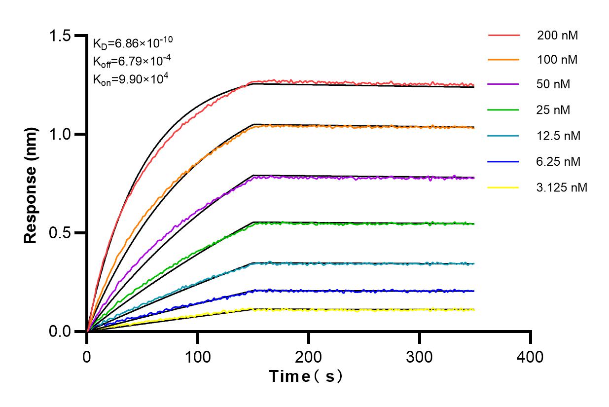 Affinity and Kinetic Characterization of 82851-3-RR