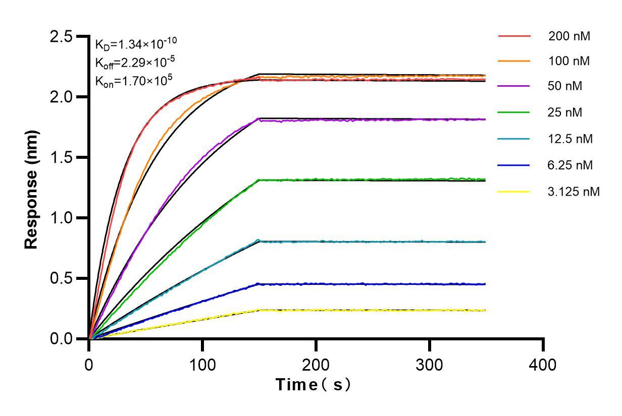 Affinity and Kinetic Characterization of 82857-2-RR