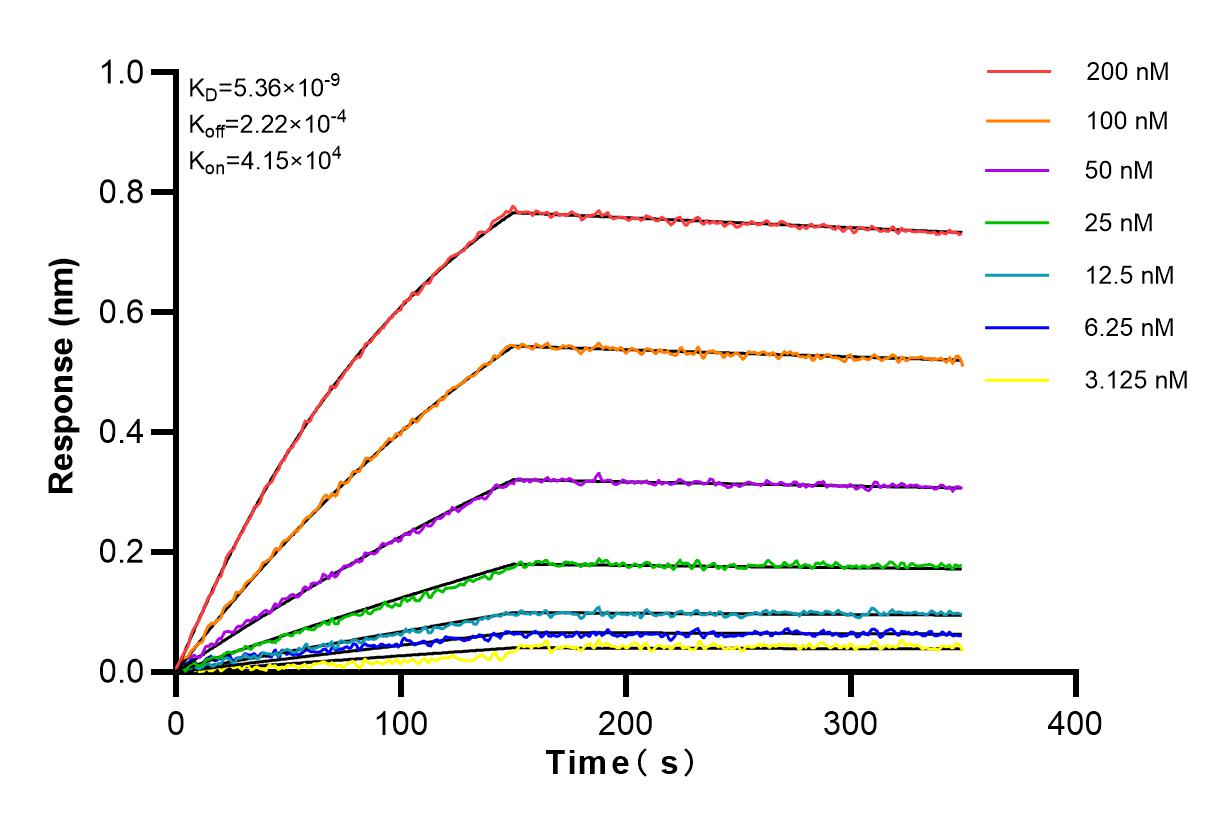 Affinity and Kinetic Characterization of 82888-1-RR
