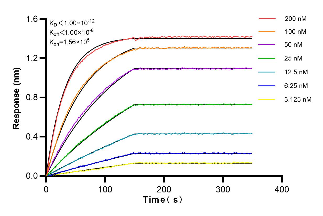 Affinity and Kinetic Characterization of 82906-1-RR