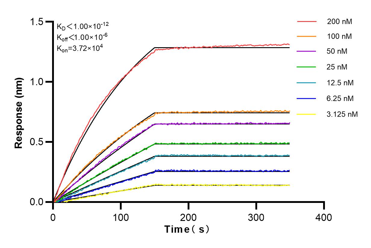 Affinity and Kinetic Characterization of 82928-2-RR