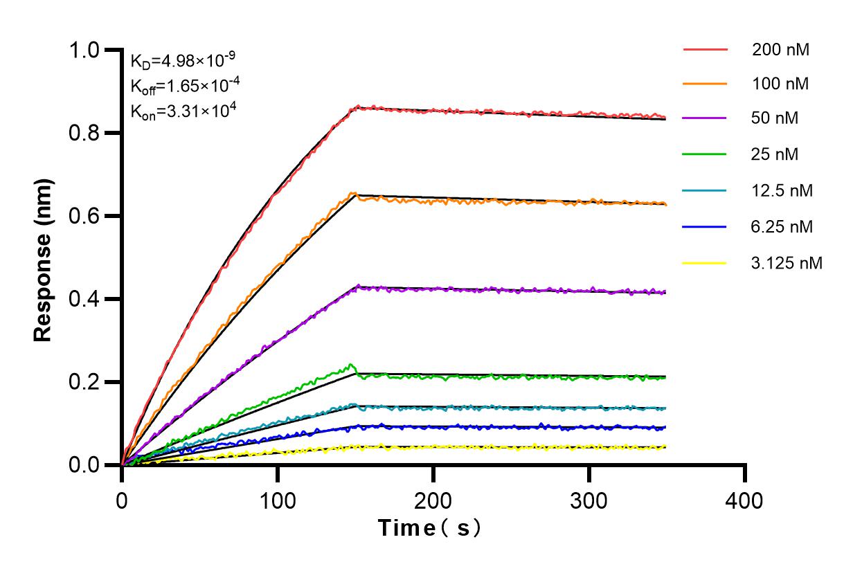 Affinity and Kinetic Characterization of 82981-1-RR
