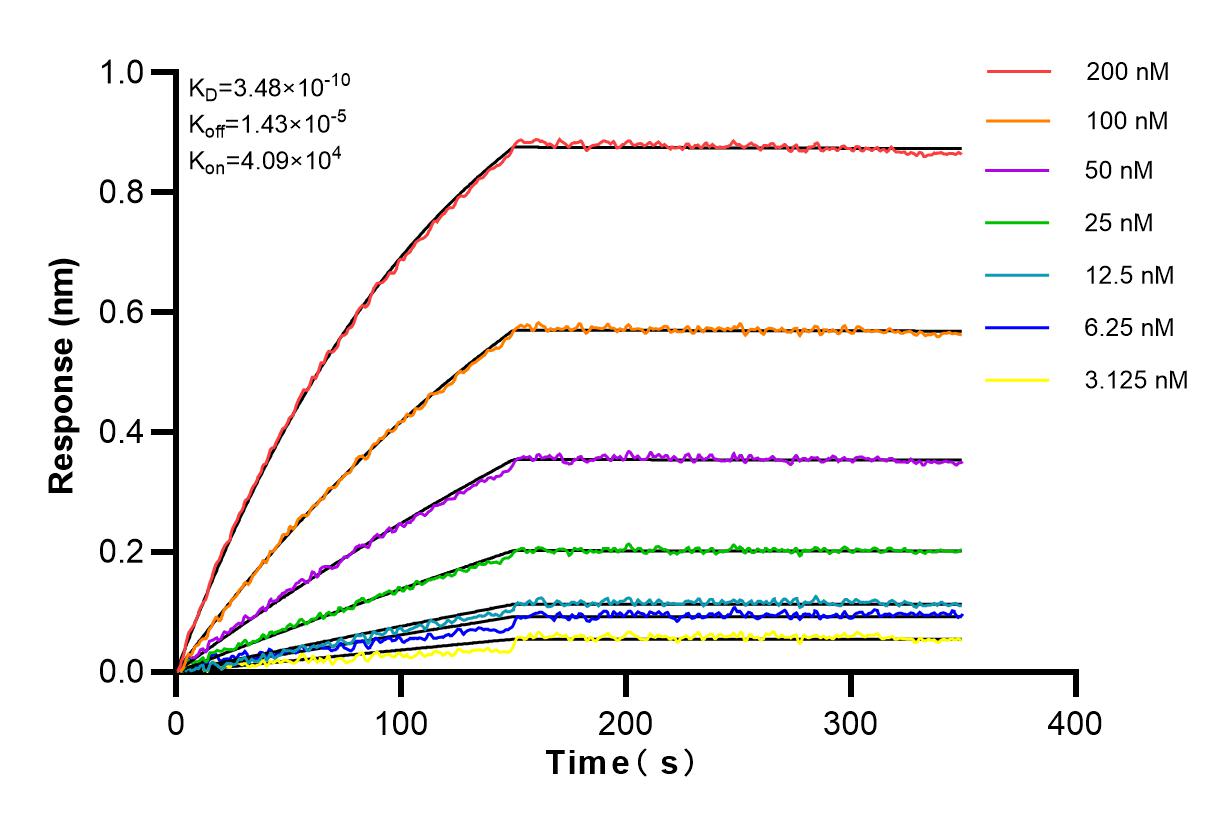 Affinity and Kinetic Characterization of 82984-4-RR