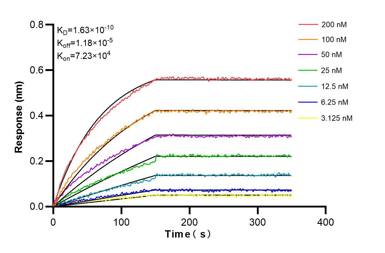 Affinity and Kinetic Characterization of 82989-6-RR