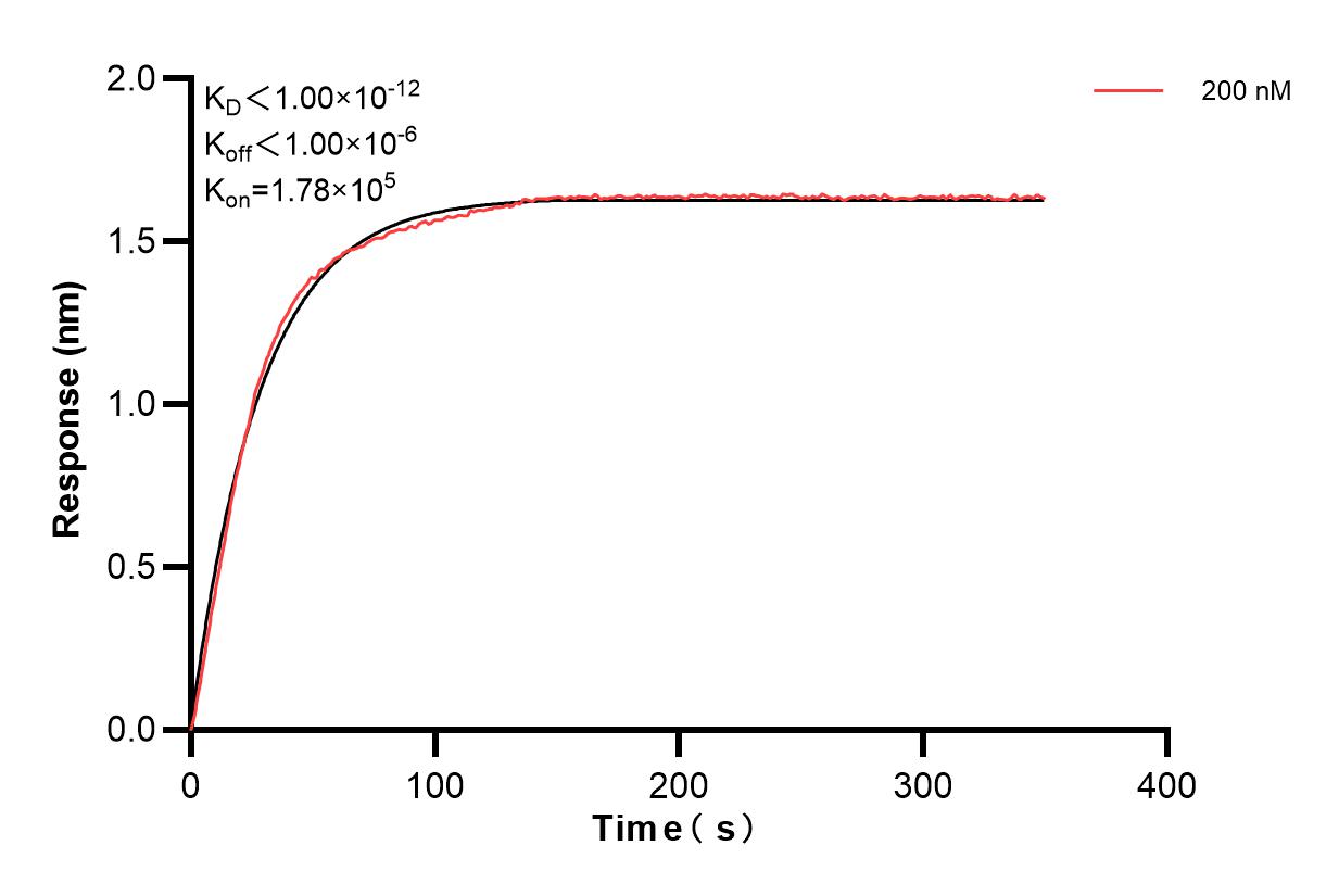 Biolayer interferometry (BLl) kinetic assays of 83003-1-PBS against Human FGF-23 were performed. The affinity constant is below 1 pM. Affinity and Kinetic Characterization of 83003-1-PBS