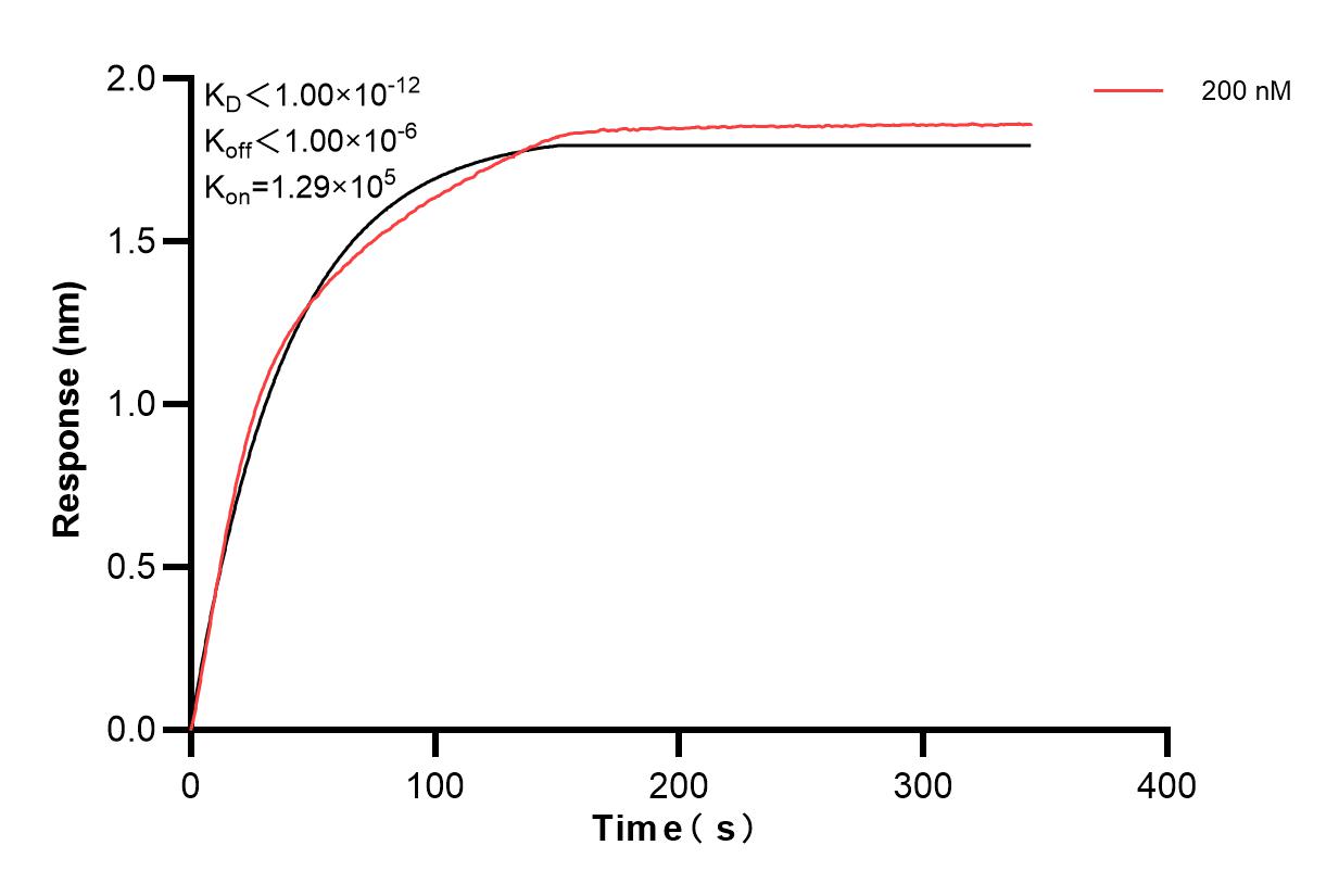 Affinity of 83003-3-PBS Affinity of 83003-3-PBS