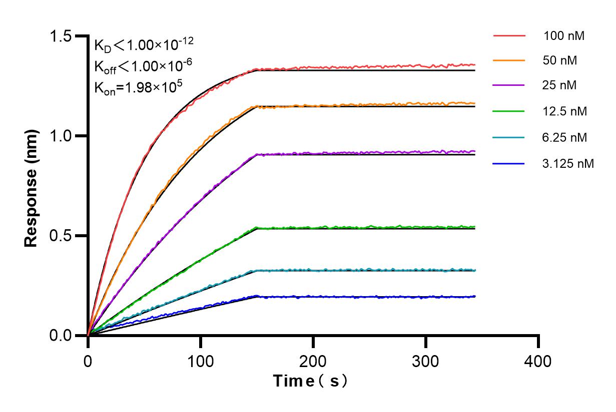 Affinity and Kinetic Characterization of 83008-5-RR