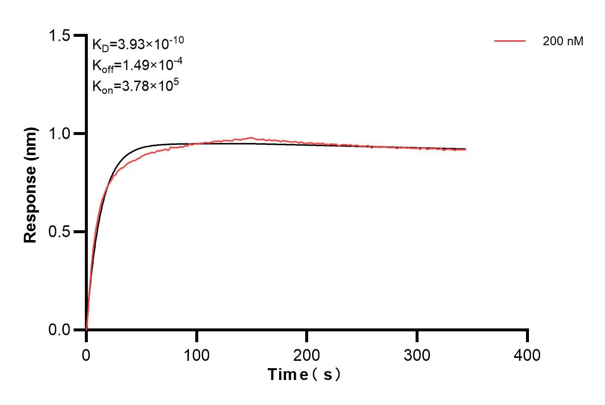 Biolayer interferometry (BLl) kinetic assays of 83029-4-PBS against Human BMPR1B were performed. The affinity constant is 0.393 nM. Affinity and Kinetic Characterization of 83029-4-PBS