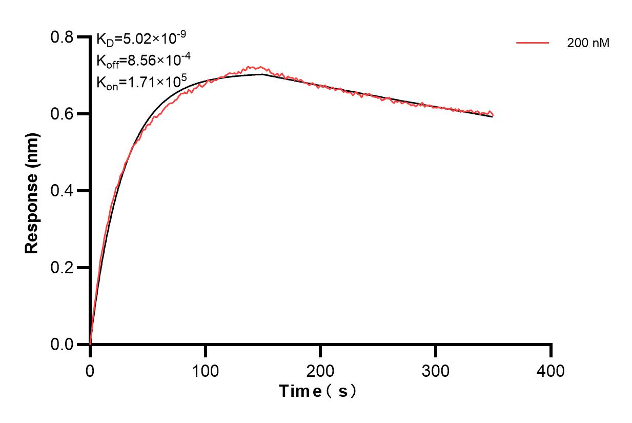 Biolayer interferometry (BLl) kinetic assay of 83031-1-PBS against Human Collagen Type XV was performed. The affinity constant is 5.02 nM. Affinity and Kinetic Characterization of 83031-1-PBS