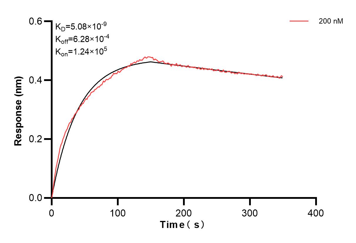 Biolayer interferometry (BLl) kinetic assay of 83031-5-PBS against Human Collagen Type XV was performed. The affinity constant is 5.08 nM. Affinity and Kinetic Characterization of 83031-5-PBS