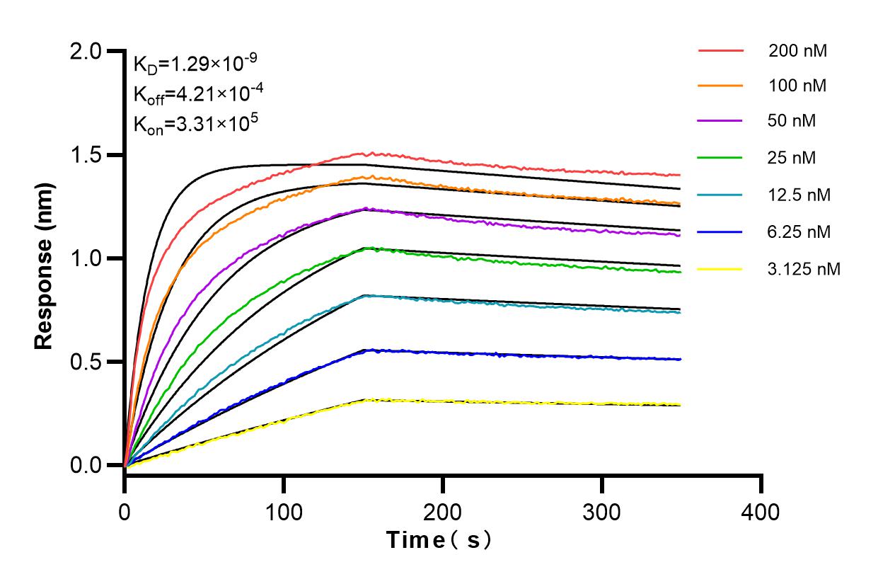 Affinity and Kinetic Characterization of 83039-1-RR