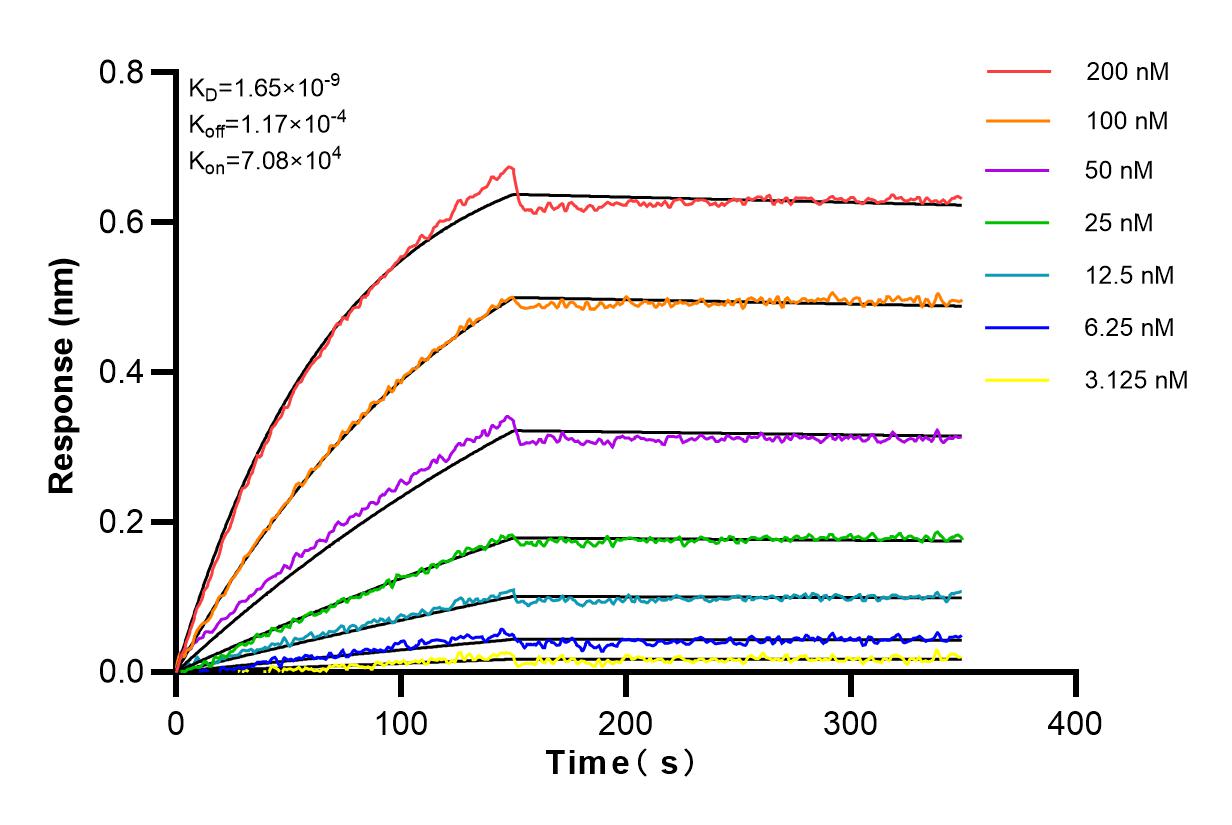 Affinity and Kinetic Characterization of 83058-4-RR
