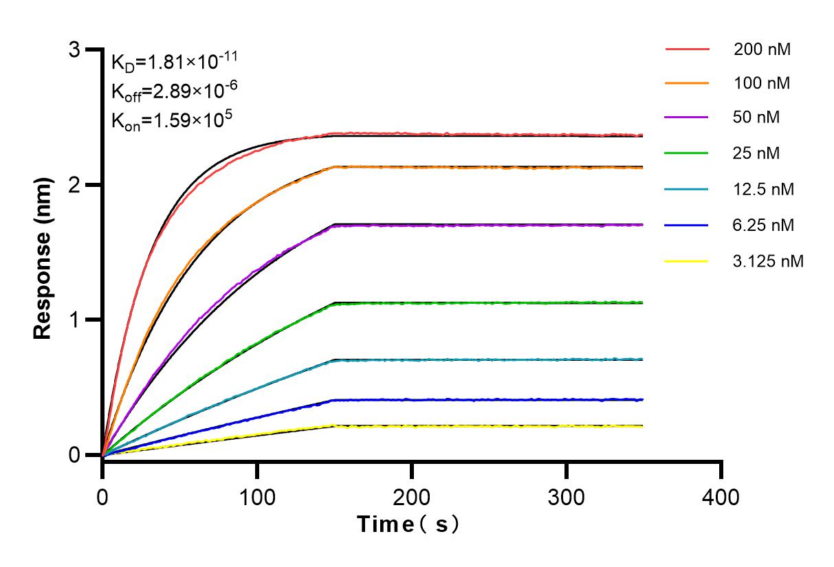 Affinity and Kinetic Characterization of 83065-2-RR