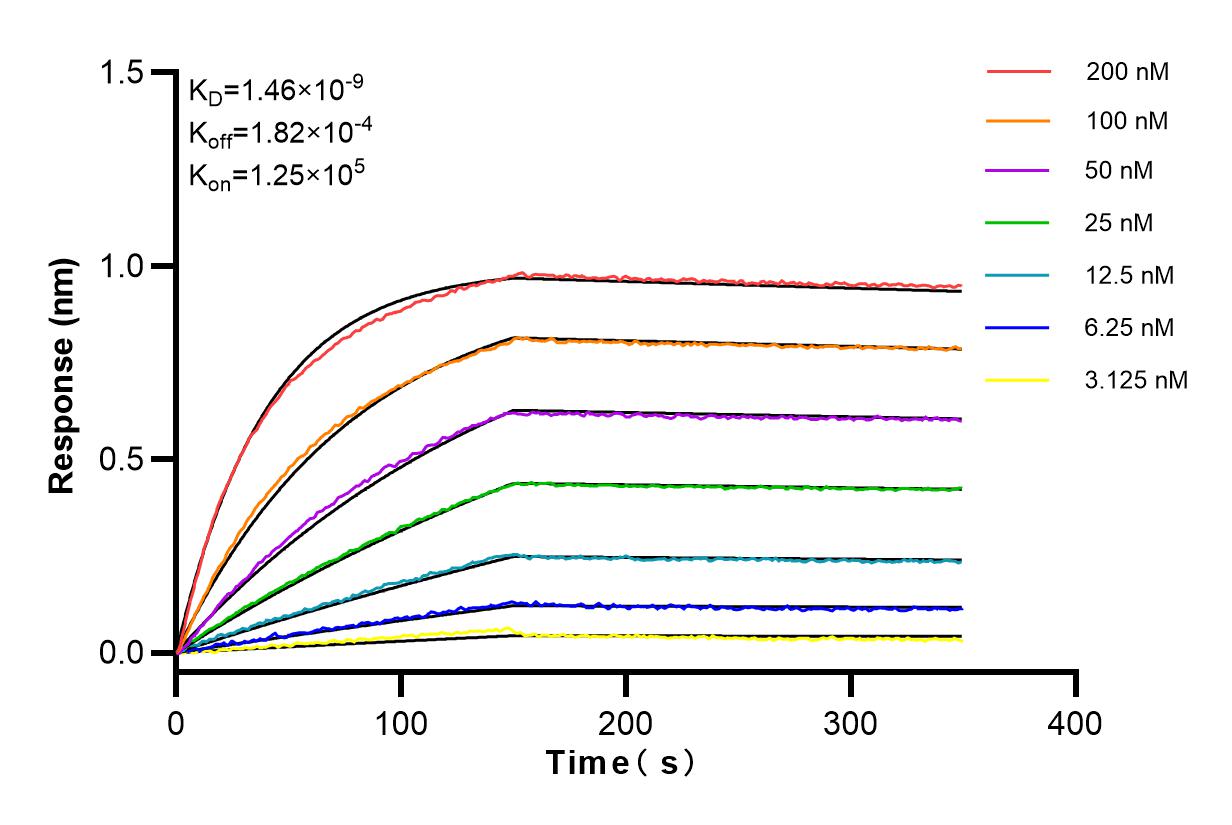 Biolayer interferometry (BLl) kinetic assays of <a class='green' href='/productredirect?CatalogNo=83070-1-RR' target='_blank'>83070-1-RR</a> against Mouse Adiponectin were performed. The affinity constant is 1.46 nM.
Affinity and Kinetic Characterization of 83070-1-RR
