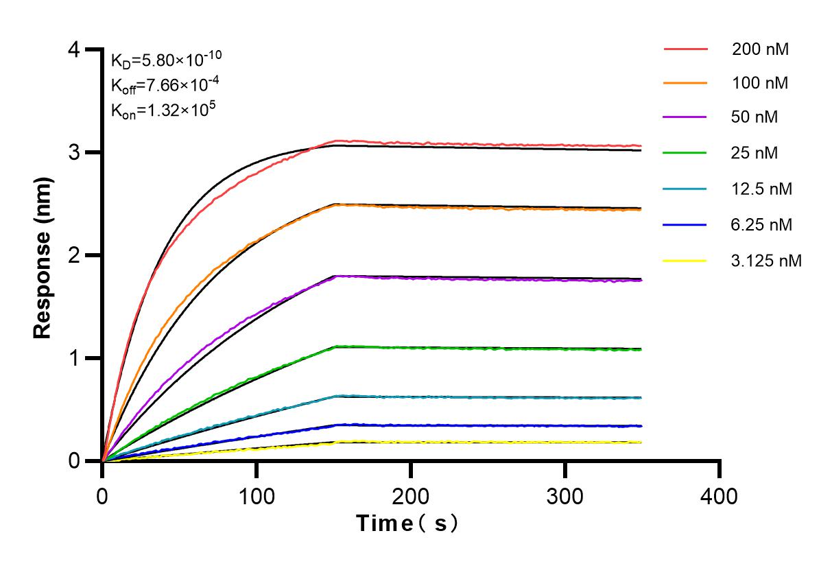 Affinity and Kinetic Characterization of 83074-3-RR