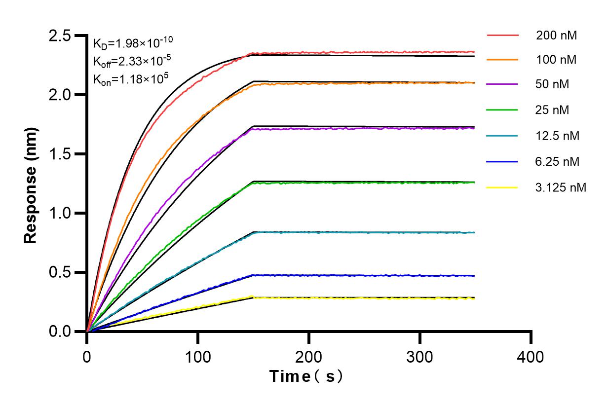 Affinity and Kinetic Characterization of 83181-2-PBS