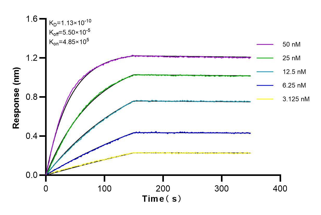 Affinity and Kinetic Characterization of 83203-5-RR