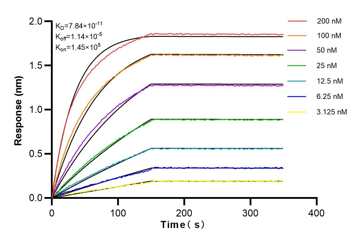 Affinity and Kinetic Characterization of 83212-4-RR