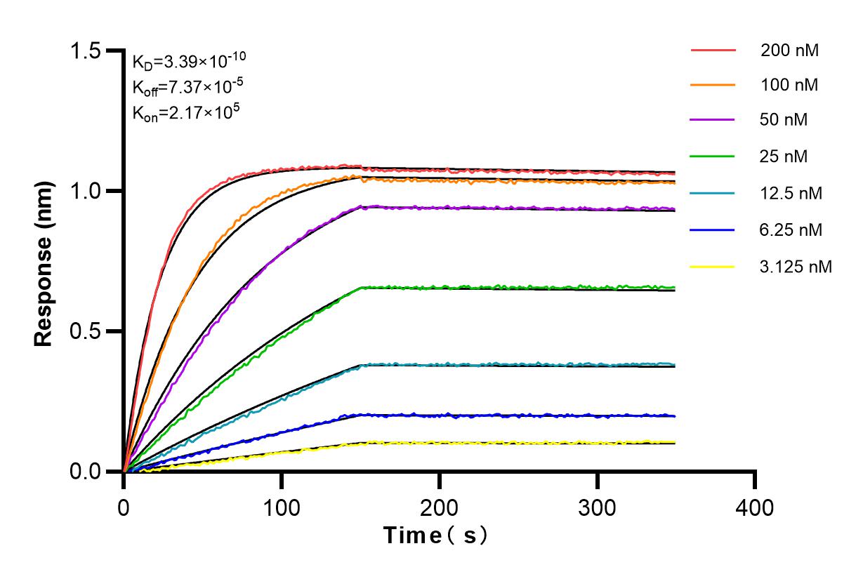Affinity and Kinetic Characterization of 83258-5-RR