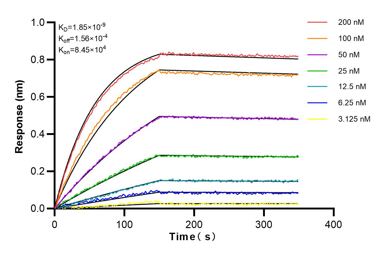 Affinity and Kinetic Characterization of 83283-3-RR