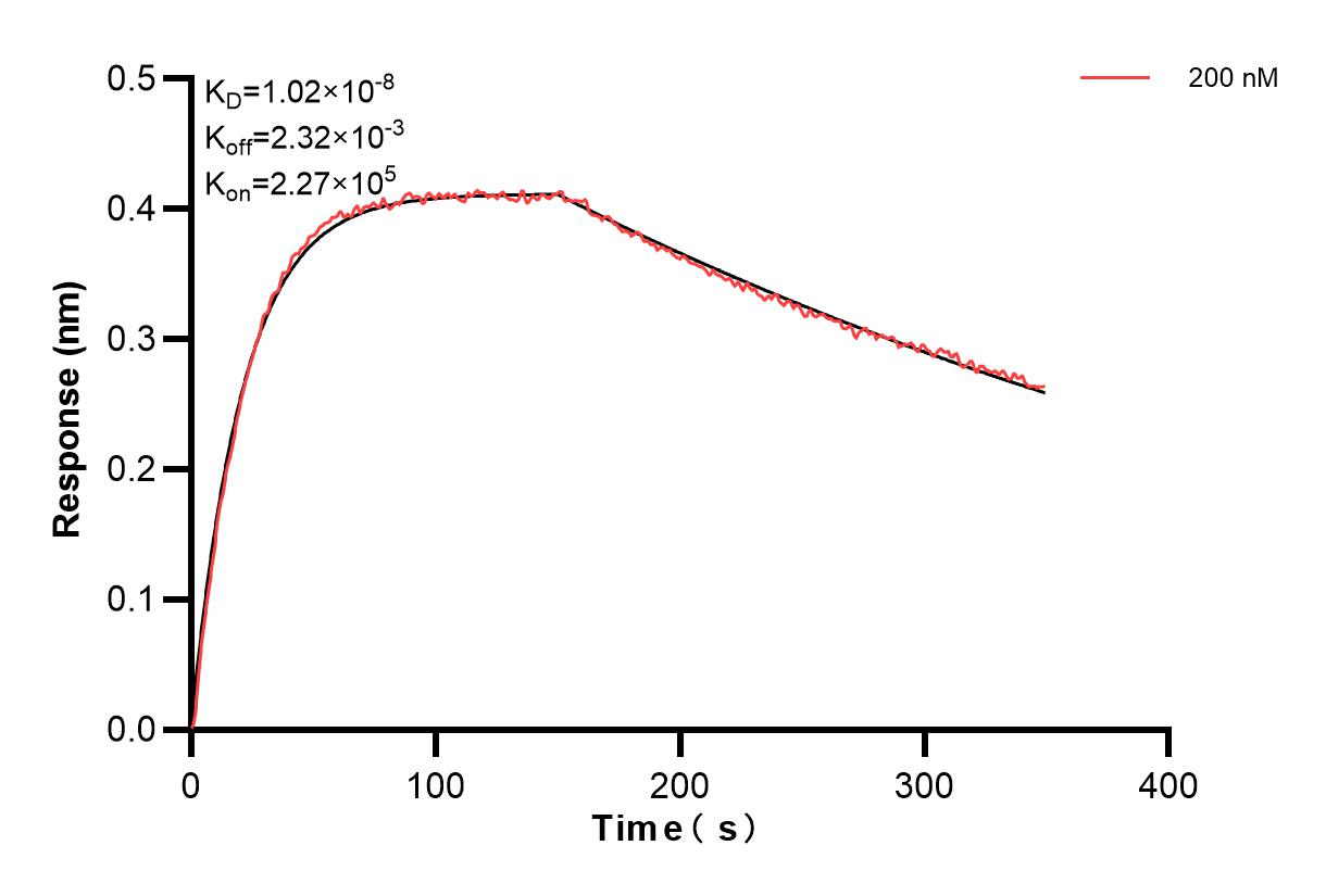 Biolayer interferometry (BLl) kinetic assay of 83291-2-PBS against Mouse HO-1/Hmox1 was performed. The affinity constant is 10.2 nM. Affinity and Kinetic Characterization of 83291-2-PBS