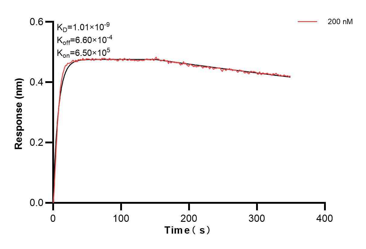 Biolayer interferometry (BLl) kinetic assay of 83291-4-PBS against Mouse HO-1/Hmox1 was performed. The affinity constant is 1.01 nM. Affinity and Kinetic Characterization of 83291-4-PBS