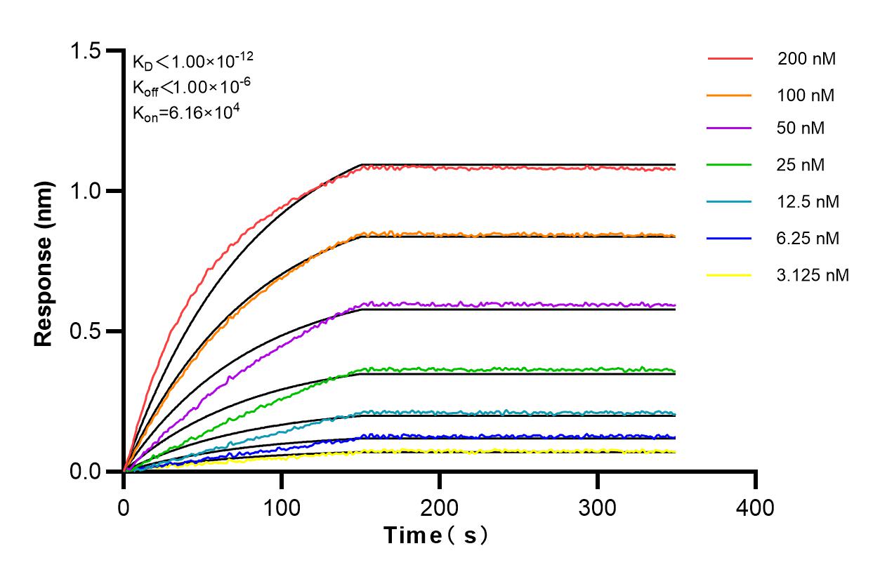 Affinity and Kinetic Characterization of 83302-1-RR