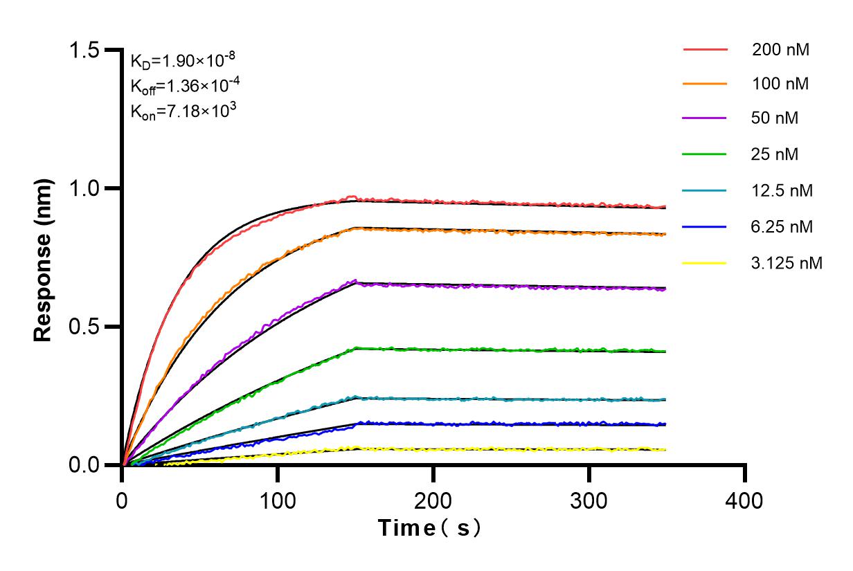 Affinity and Kinetic Characterization of 83304-1-RR