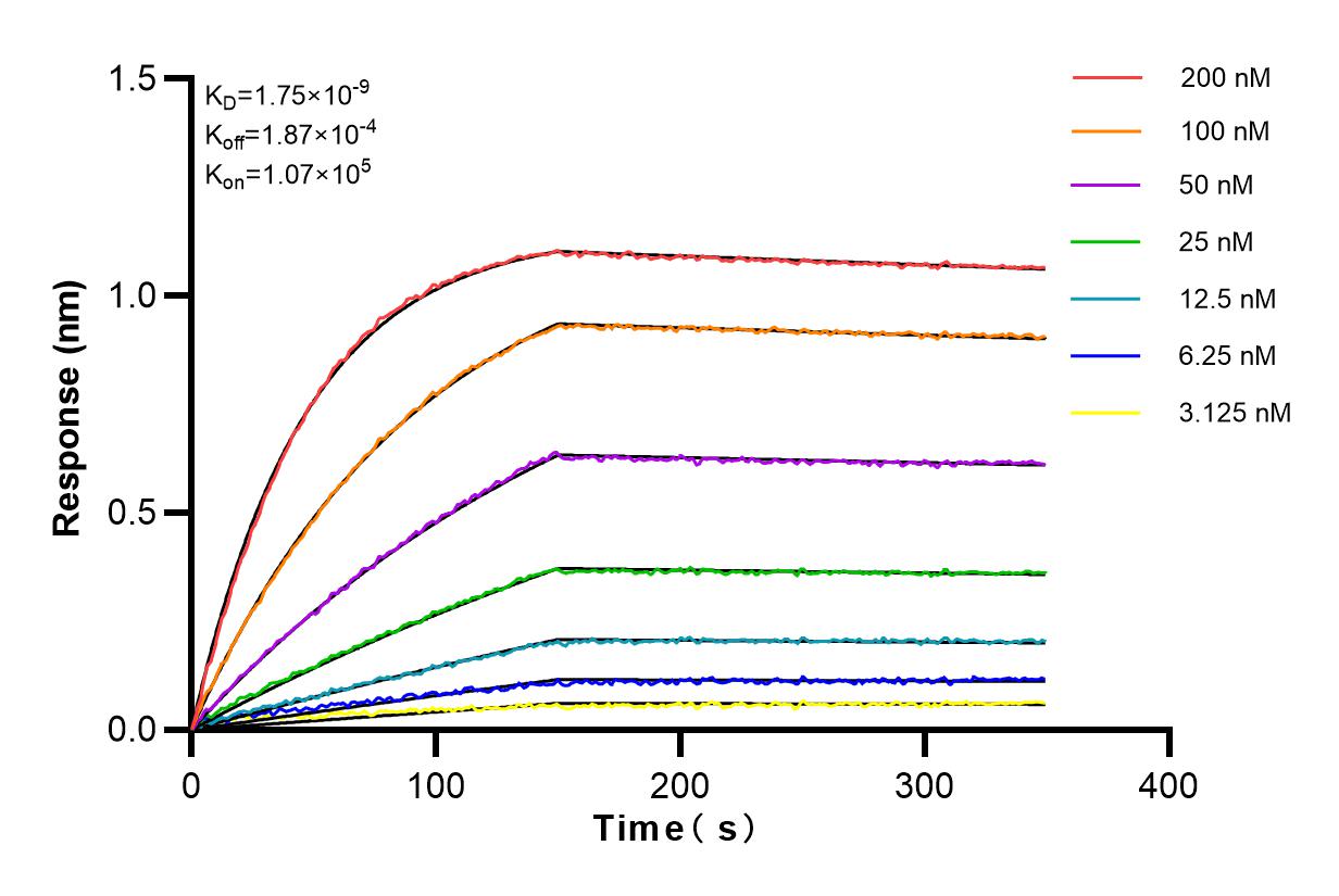 Affinity and Kinetic Characterization of 83335-4-RR