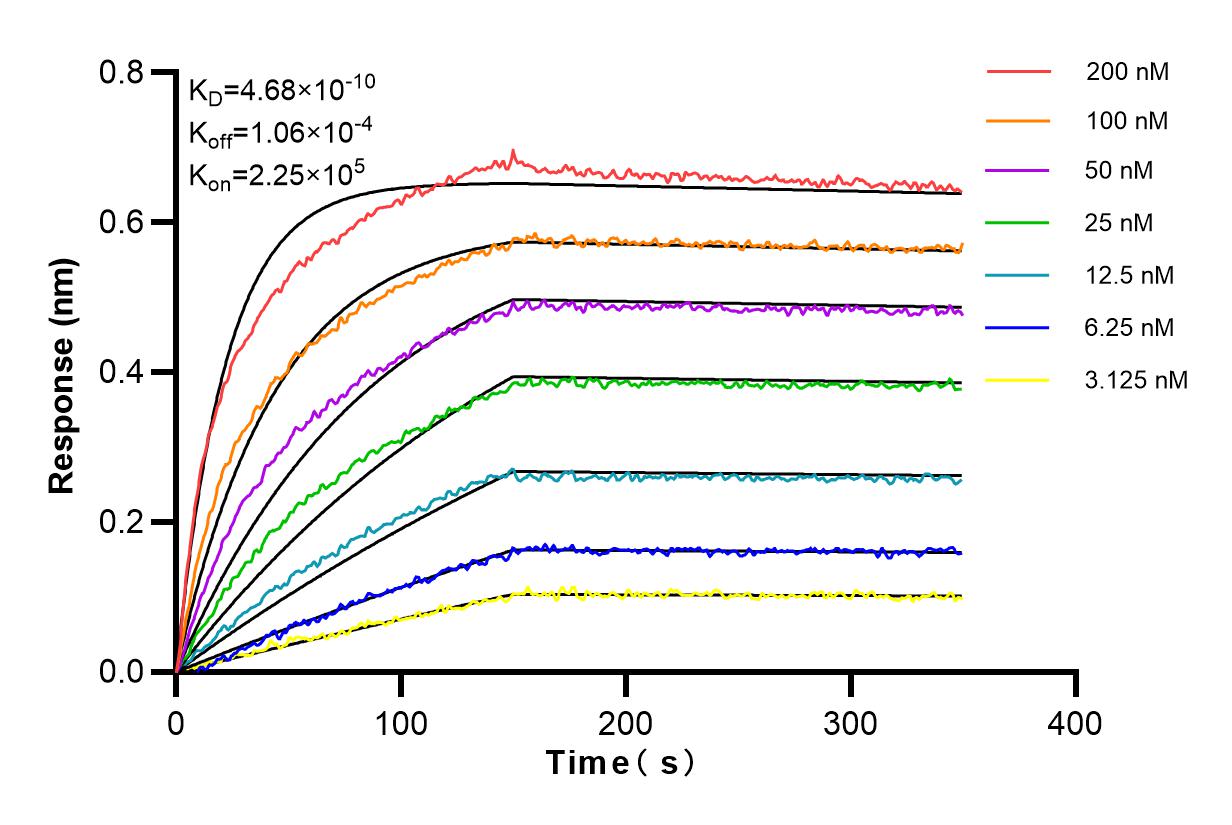 Affinity and Kinetic Characterization of 83341-2-RR