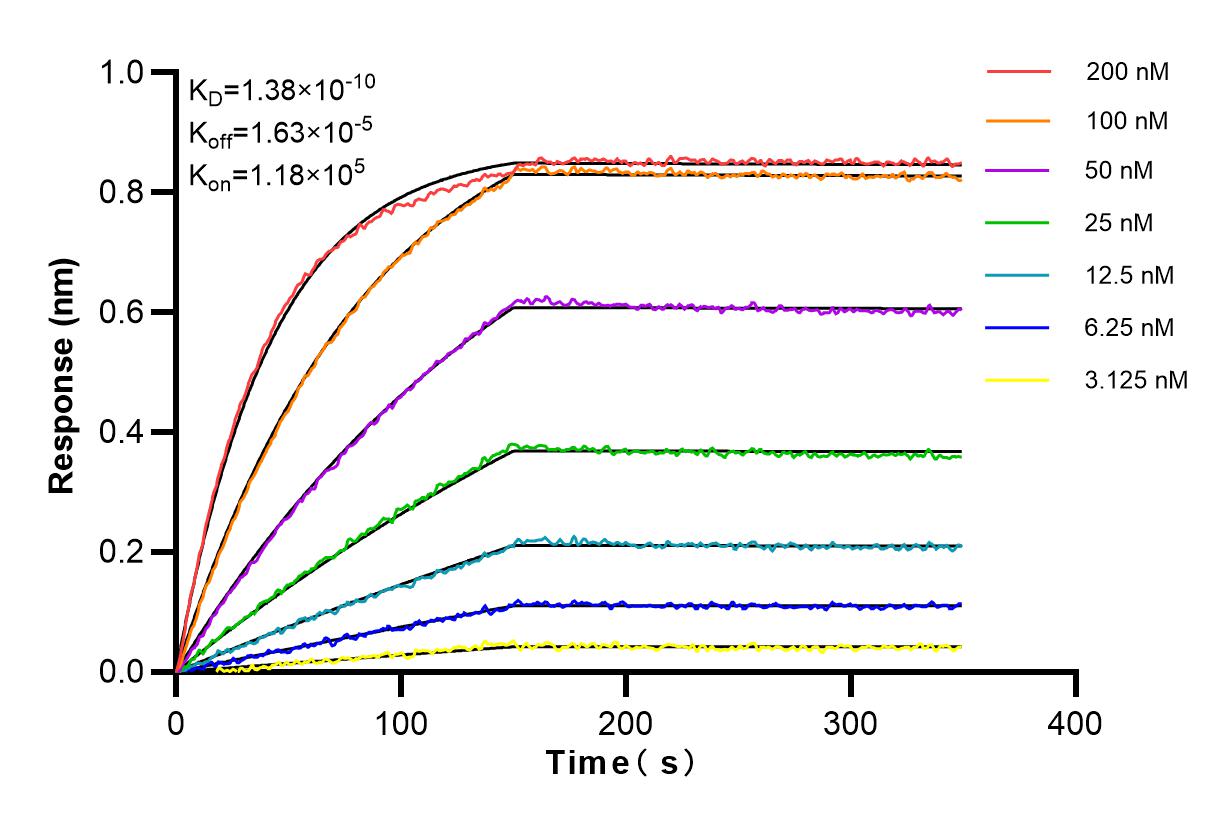 Affinity and Kinetic Characterization of 83368-1-RR