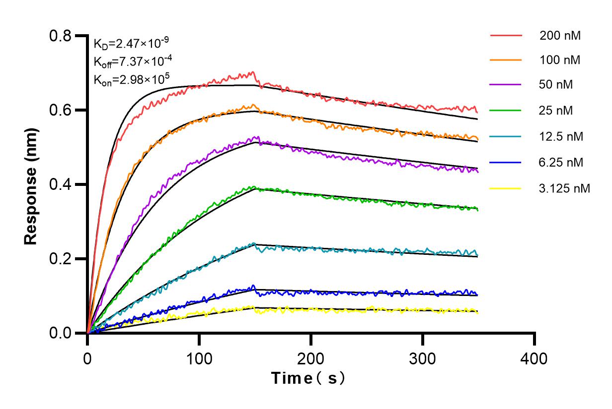 Affinity and Kinetic Characterization of 83380-1-RR