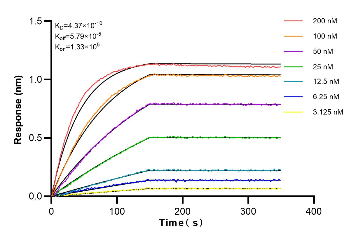 Biolayer interferometry (BLl) kinetic assays of 83433-1-RR against Human PFDN1 were performed. The affinity constant is 0.437 nM.
Affinity and Kinetic Characterization of 83433-1-RR