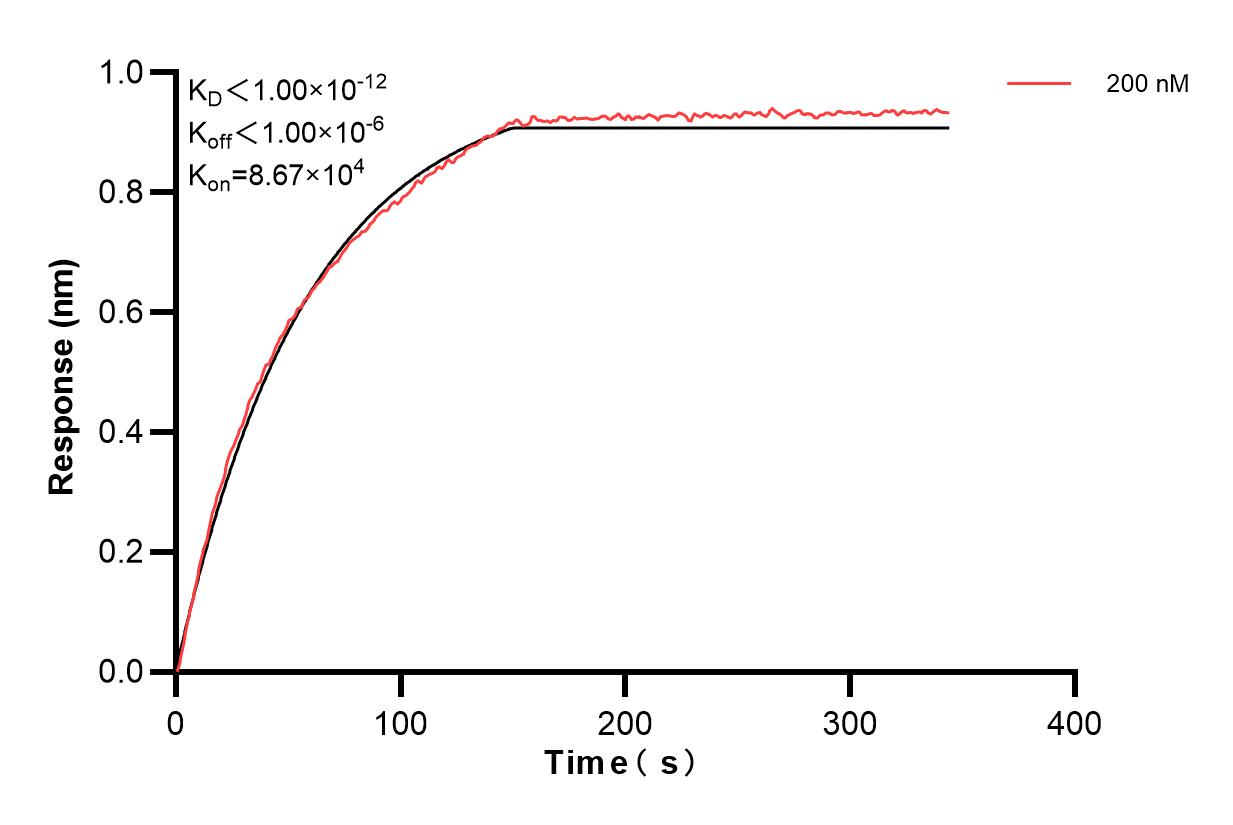 Biolayer interferometry (BLl) kinetic assay of 83446-1-PBS against Human OATP1A2 was performed. The affinity constant is below 1 pM. Affinity and Kinetic Characterization of 83446-1-PBS