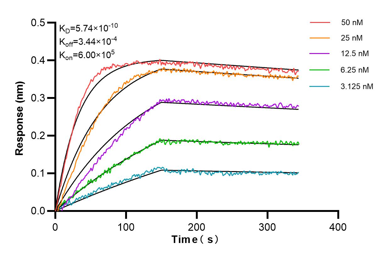 Biolayer interferometry (BLl) kinetic assays of <a class='green' href='/productredirect?CatalogNo=83492-7-RR' target='_blank'>83492-7-RR</a> against Human CD100 were performed. The affinity constant is 0.574 nM. Affinity and Kinetic Characterization of 83492-7-RR
