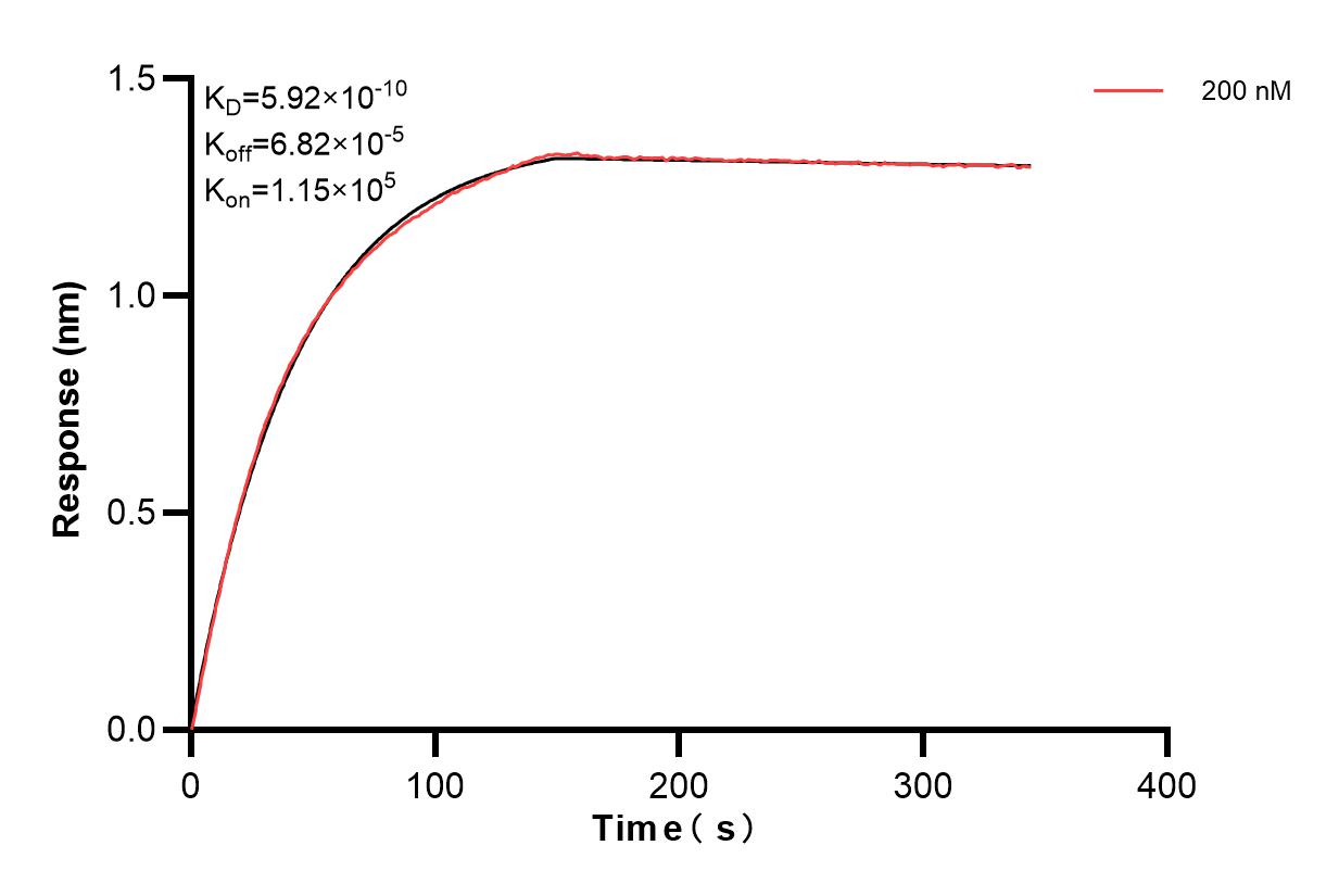 Biolayer interferometry (BLl) kinetic assay of 83494-5-PBS against Human NCAM2 were performed. The affinity constant is 0.592 nM. Affinity of 83494-5-PBS