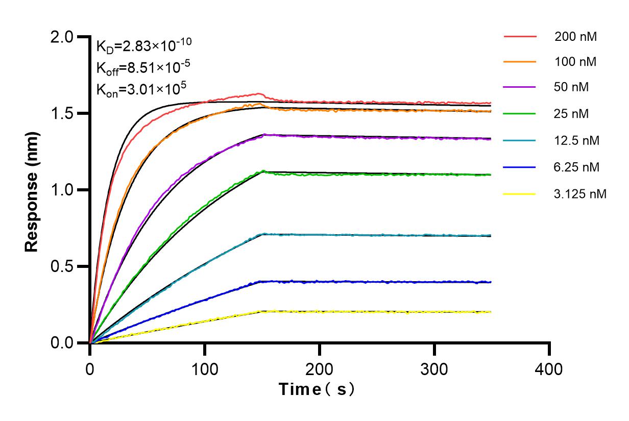 Biolayer interferometry (BLl) kinetic assays of 83497-3-RR against Human HARS were performed. The affinity constant is 0.283 nM.
Affinity and Kinetic Characterization of 83497-3-RR