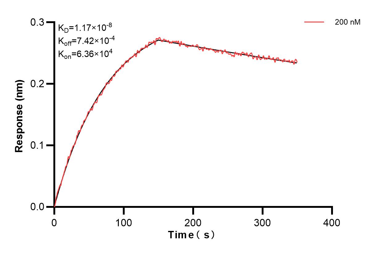 Biolayer interferometry (BLl) kinetic assay of 83512-1-PBS against Mouse IL-3 was performed. The affinity constant is 1.17 nM. Affinity and Kinetic Characterization of 83512-1-PBS
