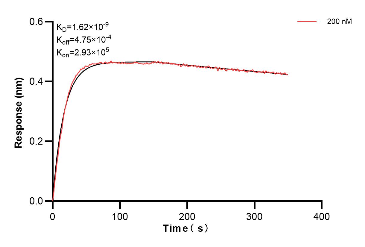 Biolayer interferometry (BLl) kinetic assay of 83512-4-PBS against Mouse IL-3 was performed. The affinity constant is 1.62 nM. Affinity and Kinetic Characterization of 83512-4-PBS