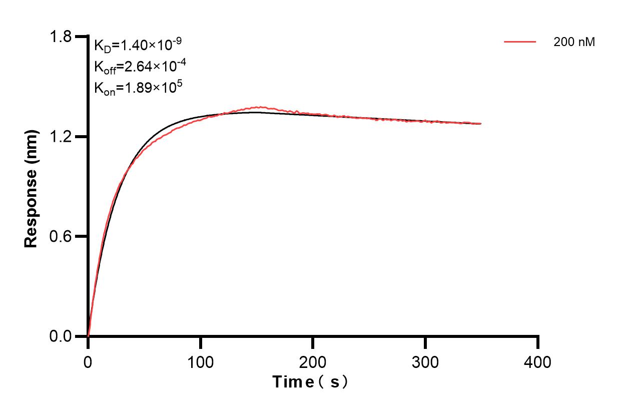 Biolayer interferometry (BLl) kinetic assay of 83522-3-PBS against Human CKB was performed. The affinity constant is 1.40 nM. Affinity and Kinetic Characterization of 83522-3-PBS
