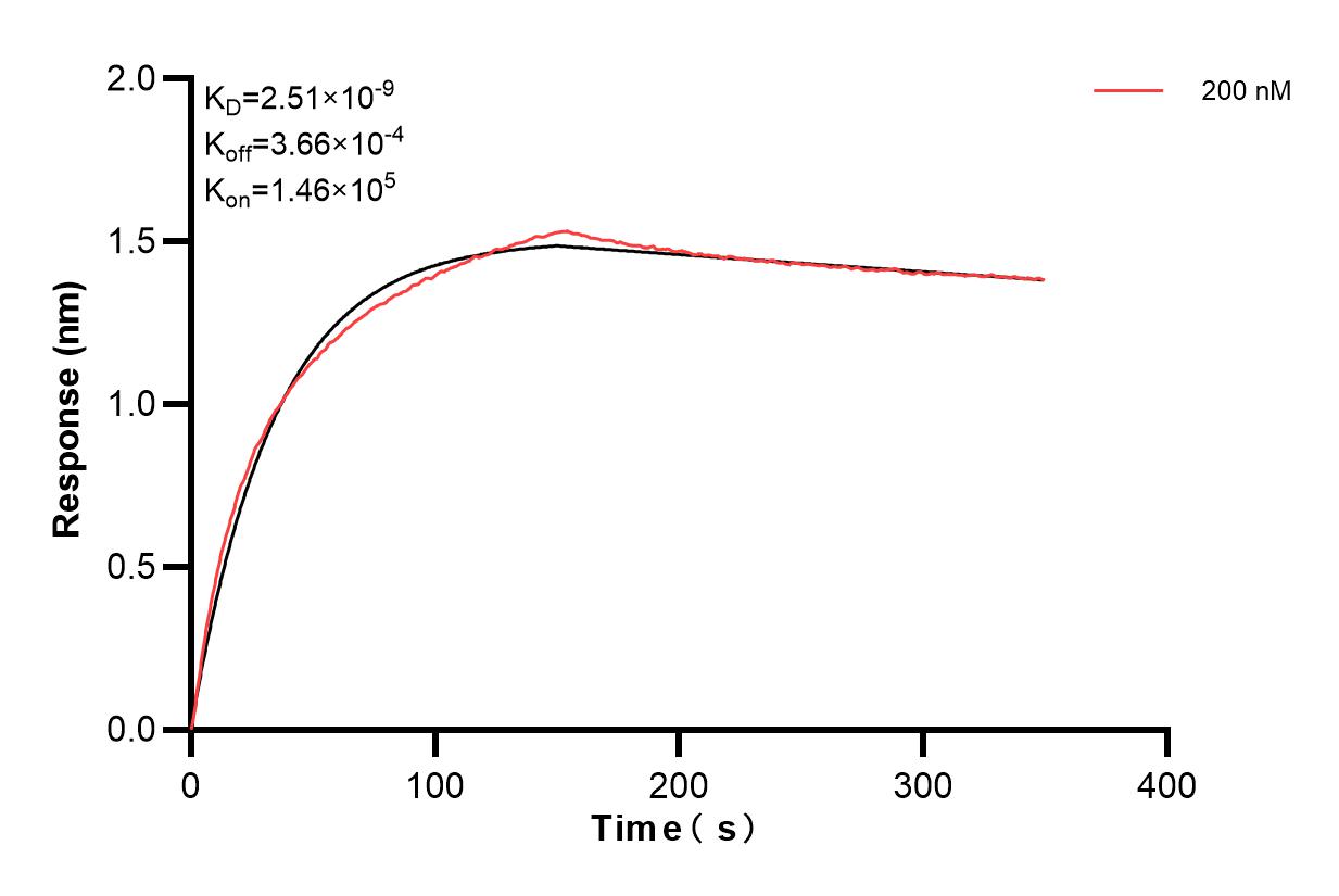 Biolayer interferometry (BLl) kinetic assay of 83522-4-PBS against Human CKB was performed. The affinity constant is 2.51 nM. Affinity and Kinetic Characterization of 83522-4-PBS