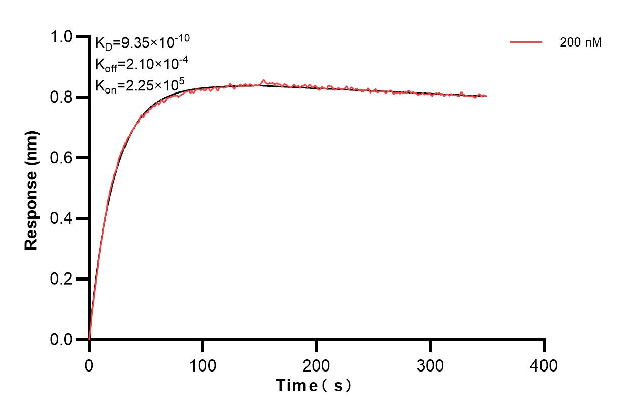 Biolayer interferometry (BLl) kinetic assays of 83576-1-PBS against Human HBQ1 were performed. The affinity constant is 0.935 nM. Affinity and Kinetic Characterization of 83576-1-PBS