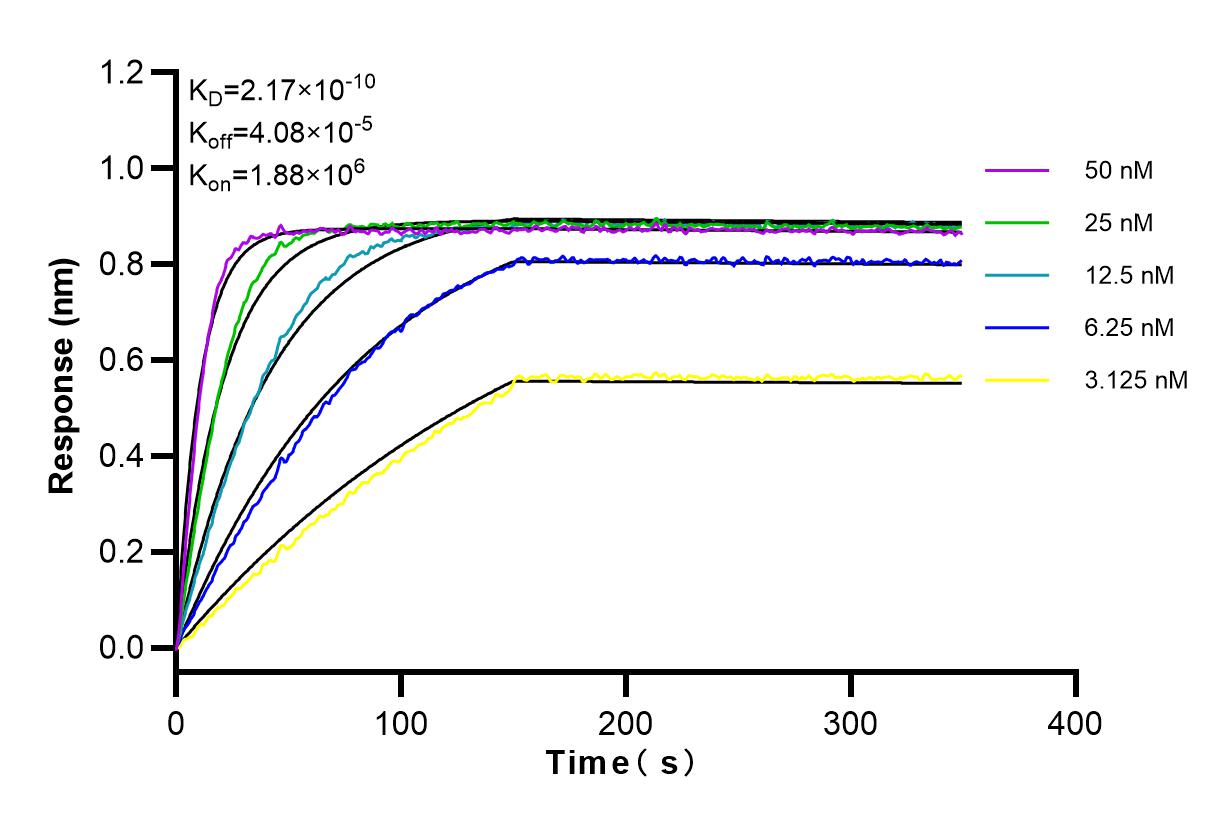 Affinity and Kinetic Characterization of 83684-6-RR