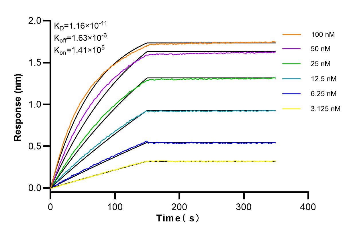 Affinity and Kinetic Characterization of 83699-4-RR